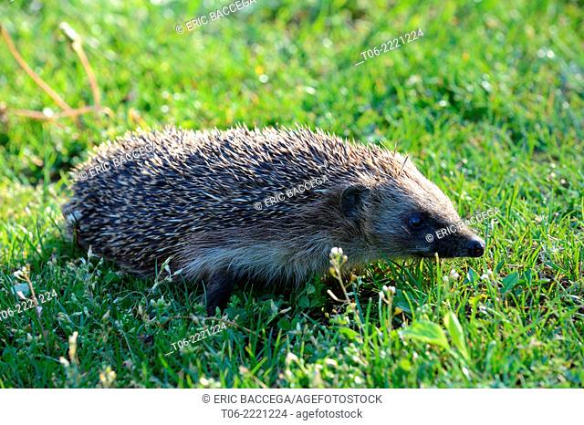 Hedgehog (Erinaceus europaeus) in a garden, Alsace, France, May