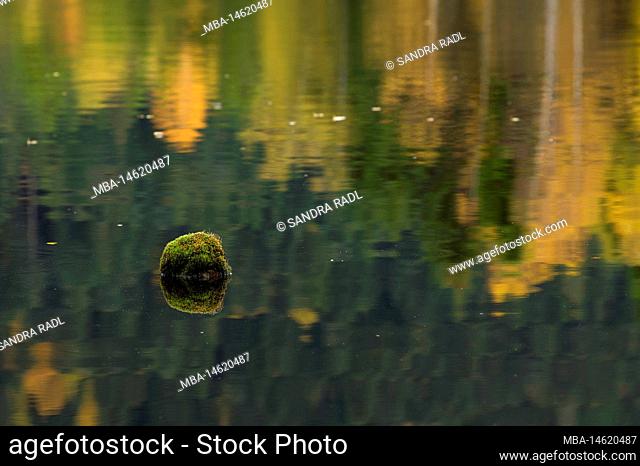 Tourbière de Lispach near La Bresse, moss-covered stone in the water, colorful autumn leaves reflected in the lake, France, Grand Est Region, Vosges Mountains