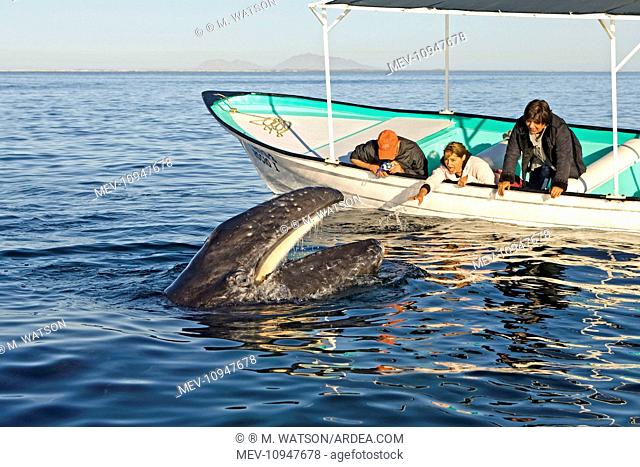 Gray Whale - with mouth open - with tourist boat Gulf of California, Mexico