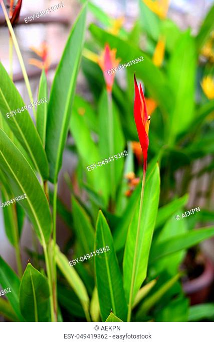 Fresh Red Heliconia Flower with blurred green leaves Background