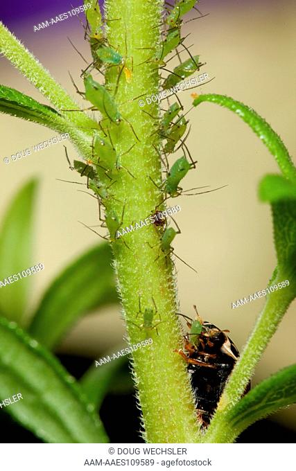 Green aphids; Uroleucon (subgenus Lambersius); on goldenrod; PA, Philadelphia