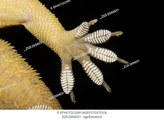 Prashadâ. . s Gecko image of lamellae photographed at Amboli
