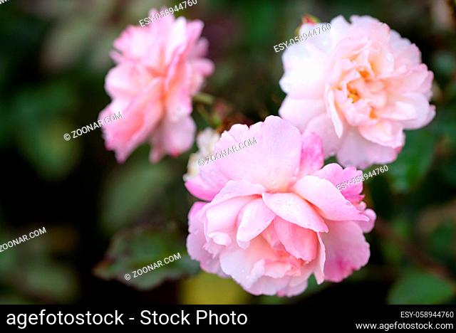 Close up of three beauty pink rose with glossy waterdrops isolated on black background in the garden