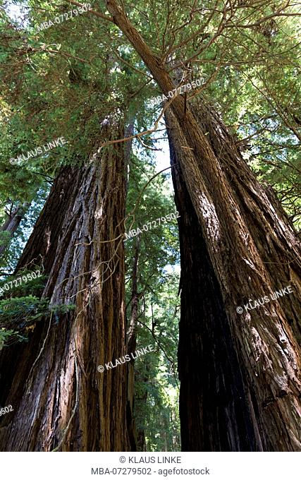 USA, Southwest, California, Sequoia, Muir Woods National Monument, Redwood