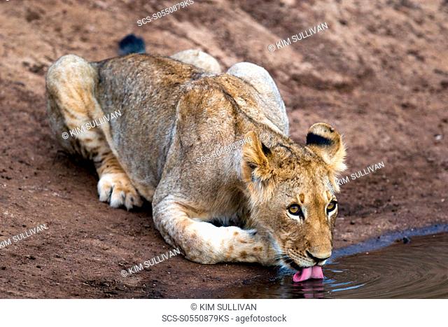 African Lion Panthera Leo wild male cub Phinda Reserve, South Africa