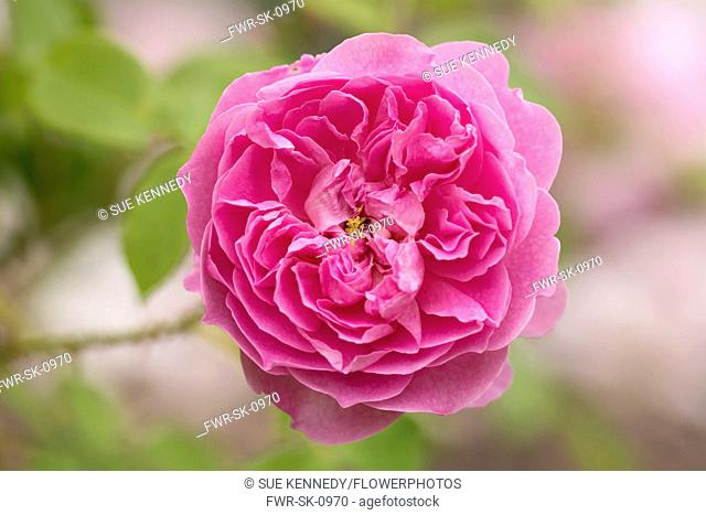Rose, Rose 'Harlow Carr', Rosa 'Harlow Carr', Pink coloured flower growing outdoor
