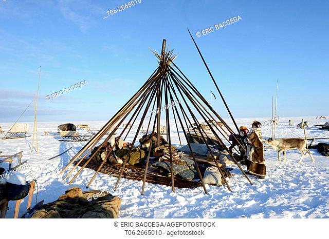 Nenets herders building their tent / Chum in the tundra, Yar-Sale district, Yamal, Northwest Siberia, Russia