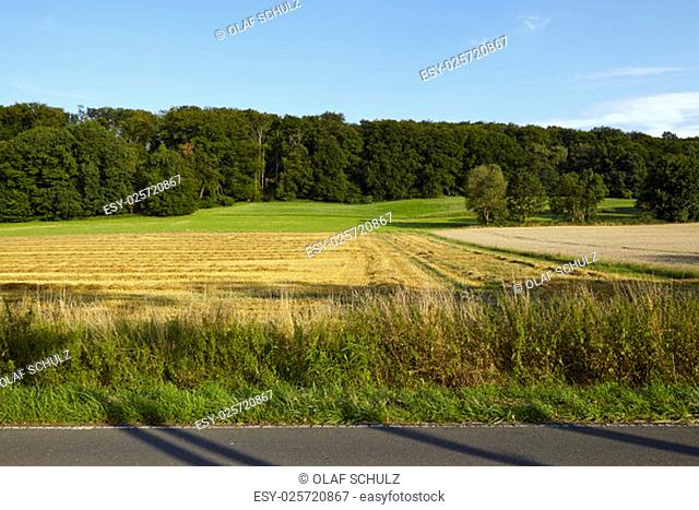 A landscape with fields, blue sky and border of a wood photographed in the Ruhr Area near Essen-Werden (Germany, Northrhine Westphalia)