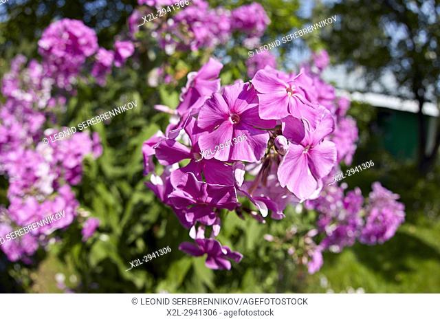 Phlox flowers. Scientific name: Phlox paniculata