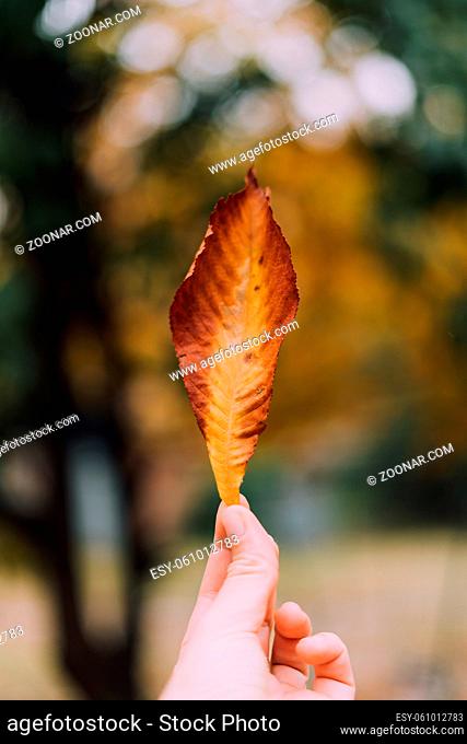 Hand holdig yeloow leaf on blurred background. Autumn season