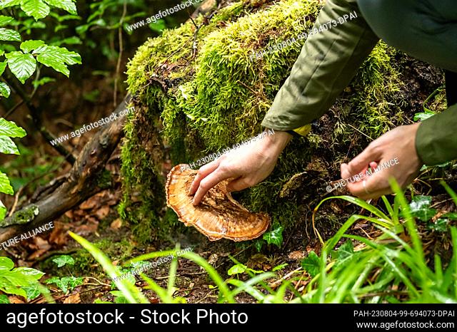 PRODUCTION - 01 August 2023, Baden-Württemberg, Badenweiler: Nadja Frotscher, mushroom coach, stands next to a ""giant porling"" growing on a tree stump in a...