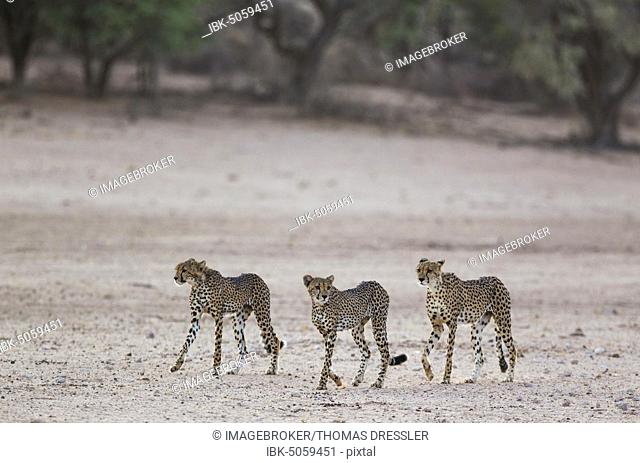Cheetahs (Acinonyx jubatus), female and her two subadult male cubs in the dry and barren Auob riverbed, drought, Kalahari Desert, Kgalagadi Transfrontier Park