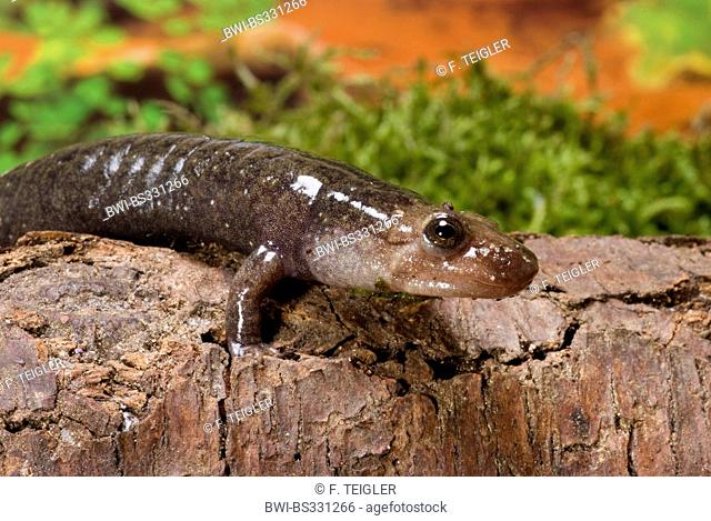 dusky salamander (Desmognathus fuscus), sitting on a tree trunk