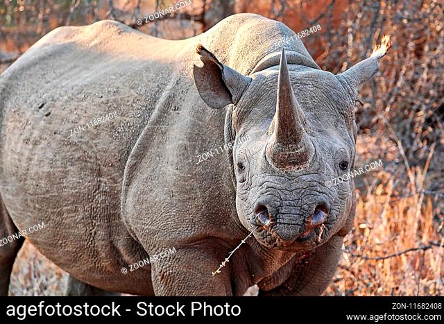 Vom Aussterben bedrohtes Spitzmaulnashorn, Südafrika, black rhinoceros, South Africa