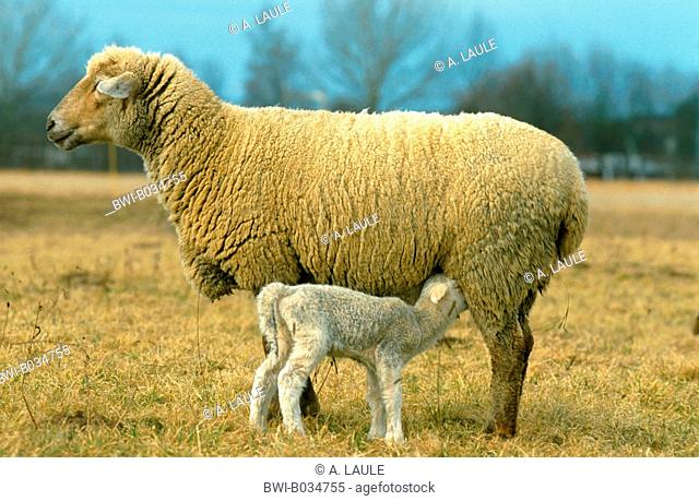 Merino land sheep (Ovis ammon f. aries), mother nursing lamb, Germany, Baden-Wuerttemberg, Black Forest