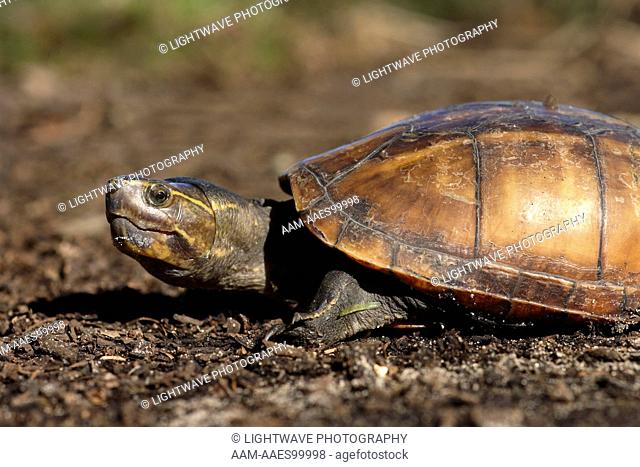 Striped Mud Turtle (Kinosternon baurii) Central Florida