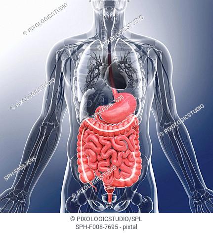 Human digestive system, computer artwork