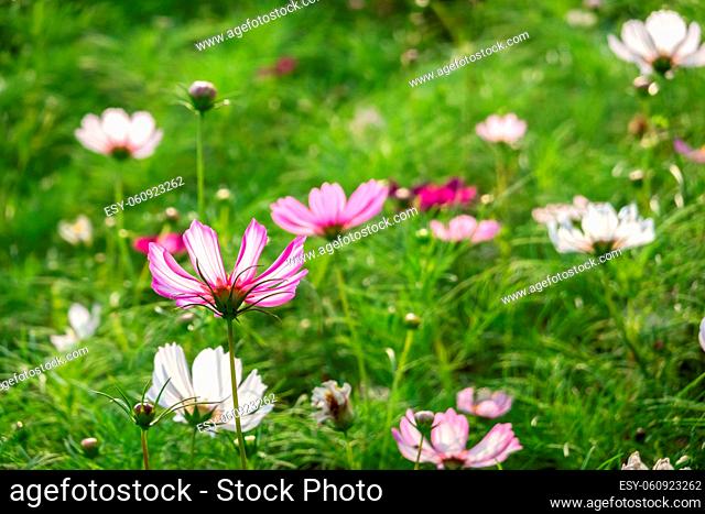 colorful cosmos flowers farm in the outdoor