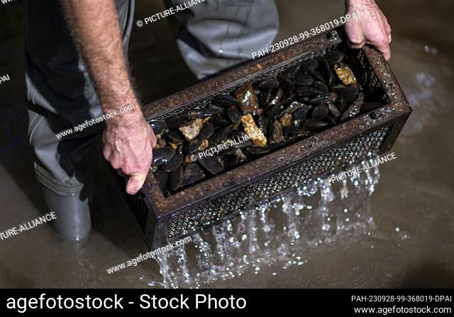 28 September 2023, Saxony, Adorf: Hydrobiologist Felix Grunicke from the Technical University of Dresden takes a basket of young river pearl mussels from the...