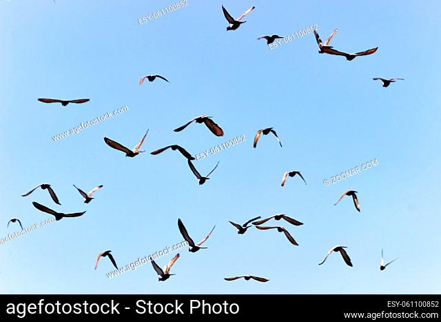 flock of pigeons is circling in the air. Indian-Sri Lanka dove (Columba livia intermedia)