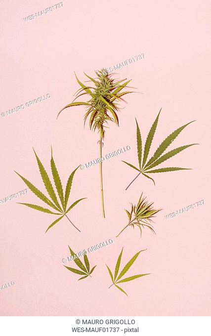 Cannabis leaf on pink background, copy space