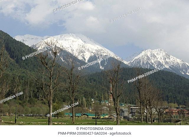 Trees in front of a snowcapped mountain, Pahalgam, Anantnag District, Jammu And Kashmir, India