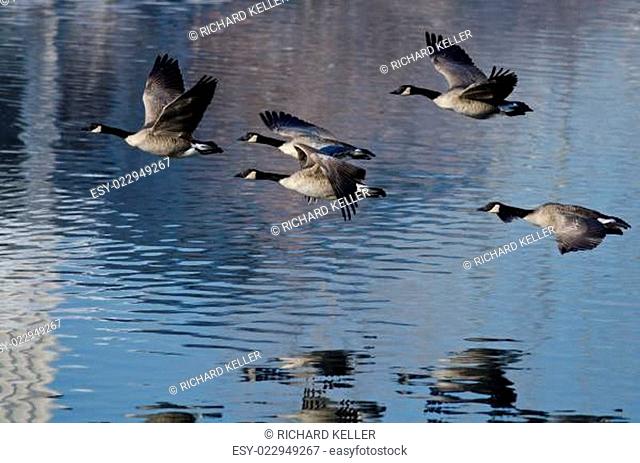Five Canada Geese Taking to Flight from a Lake