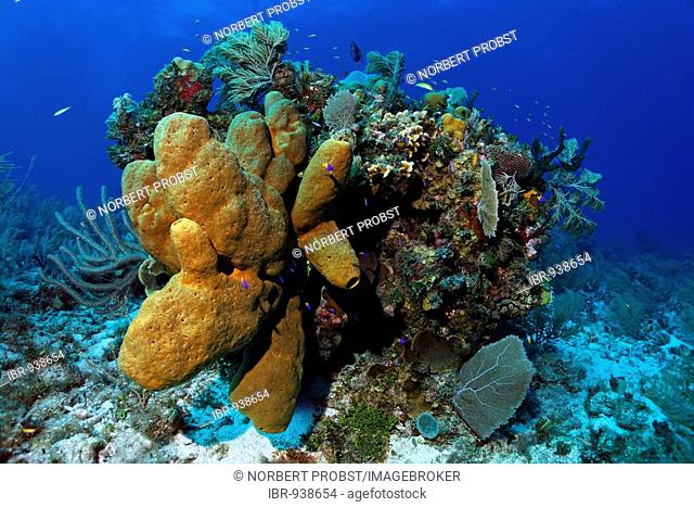 Block of coral with Brown Tube Sponges (Agelas conifera) and diverse corals, Turneffe Atoll, Belize, Central America, Caribbean