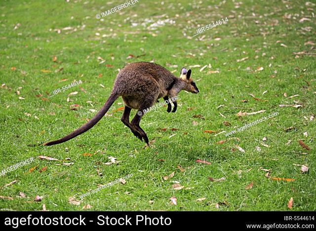 Agile wallaby (Macropus agilis), adult, jumping, Cuddly Creek, agile wallaby, Australia, Oceania