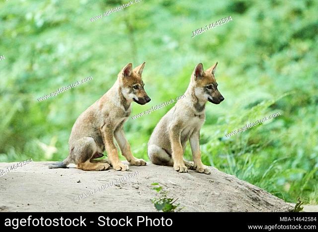 European wolf, Canis lupus lupus, cub, forest, Hesse, Germany, Europe