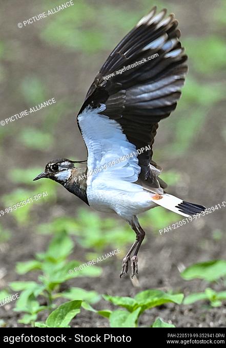 19 May 2022, Brandenburg, Sachsendorf: A lapwing (Vanellus vanellus) flies up from a field. Just 50 years ago, the lapwing was commonly seen in fields and...