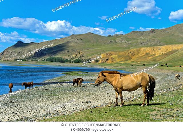 Herd of horses on the Orchon River, Khangai Nuruu National Park, Oevoerkhangai Aimag, Mongolia
