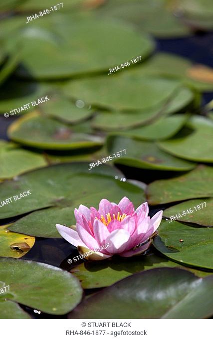 Water lily at Rapaura Water Gardens, near Thames, Coromandel Peninsula, Waikato, North Island, New Zealand, Pacific