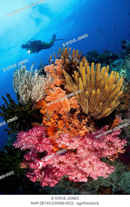 A diver approaches colourful soft corals (Dendronephthya sp.) and crinoids on the stunning reefs of southern Raja Ampat, West Papua, Indonesia