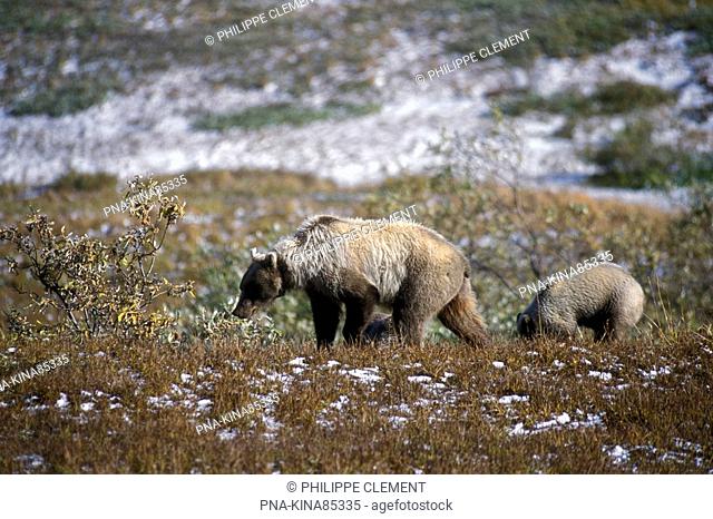 Grizzly Bear Ursus arctos horribilis - Denali National Park, Alaska, United States of America, USA, North America