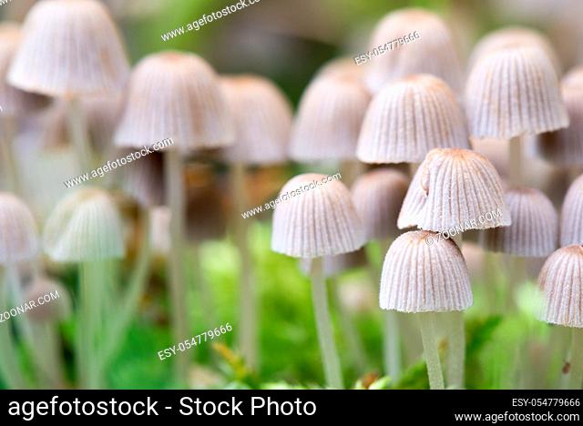 Beautiful toxic mushrooms at the forest, macro shot. Dramatic toning