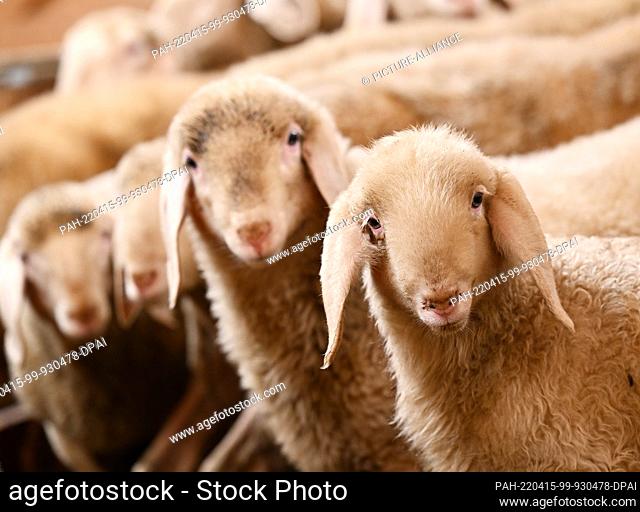 15 April 2022, Bavaria, Farchant: Young lambs are standing in the stable. The lamb is a common symbol of Jesus Christ in Christianity since ancient times