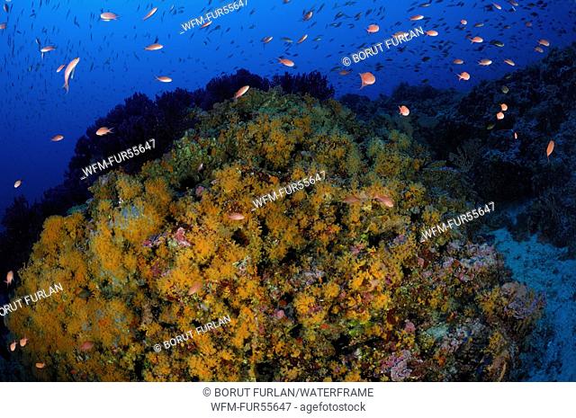 Yellow Cluster Anemone covers Reef, Parazoanthus axinellae, Vis, Adriatic Sea, Croatia