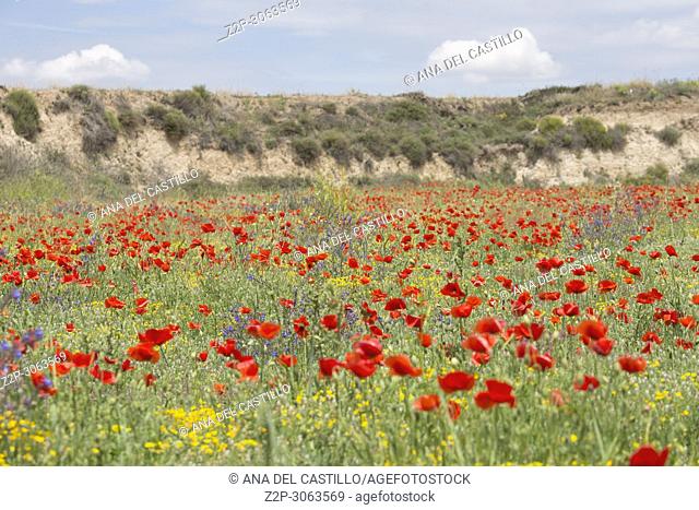 Spring fields in La Costera county. Valencian community. Spain