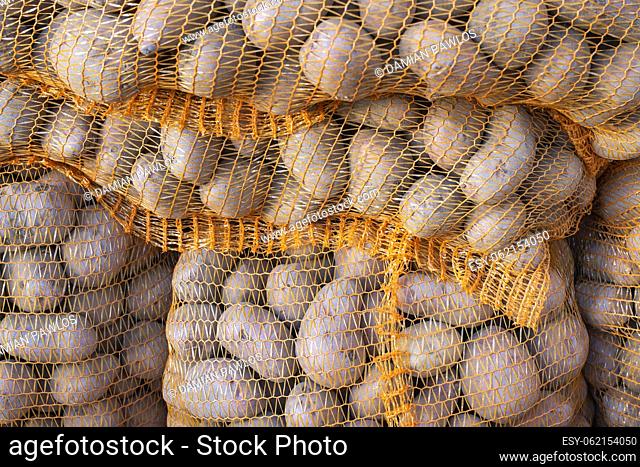 A stack of underground potato tubers of Solanum tuberosum plant