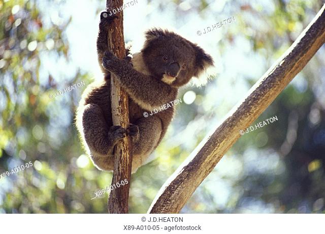 Australia, Ballarat Wildlife Park, Koala