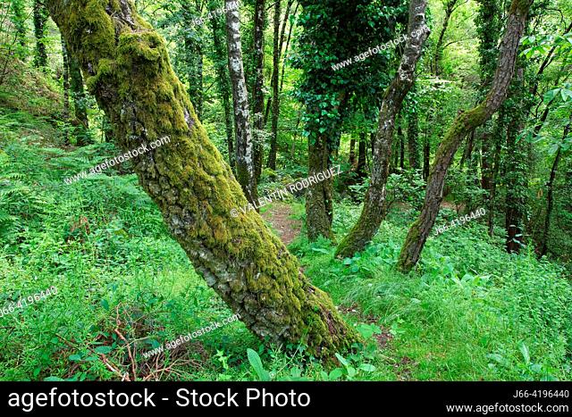 Forest in Le Sidobre. Tarn region. Regional naturl park Alto Languedoc. France