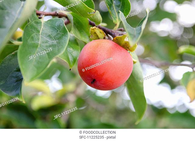 A ripe sharon fruit on the tree