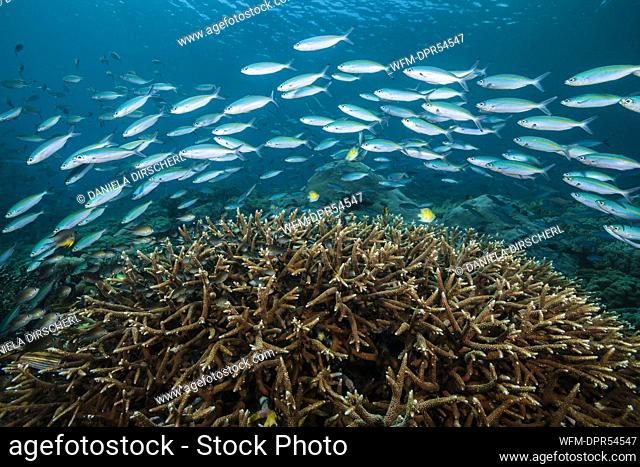 Mosaic Fusiliers over Coral Reef, Pterocaesio tesselata, Raja Ampat, West Papua, Indonesia