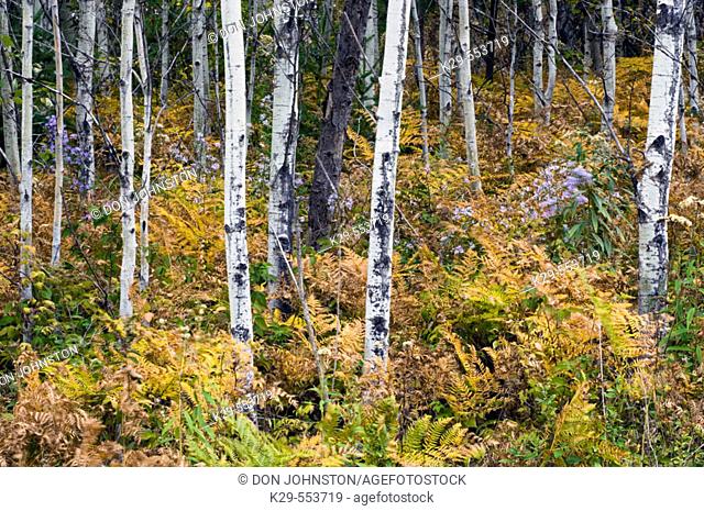 Aspen woodland with yellowing bracken fern and asters. Lively, Ontario, Canada