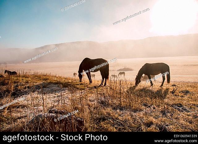 horses and foals graze in a meadow in a nature reserve, national park. Natural habitat of wild animals. Dawn of the pasture in the fog