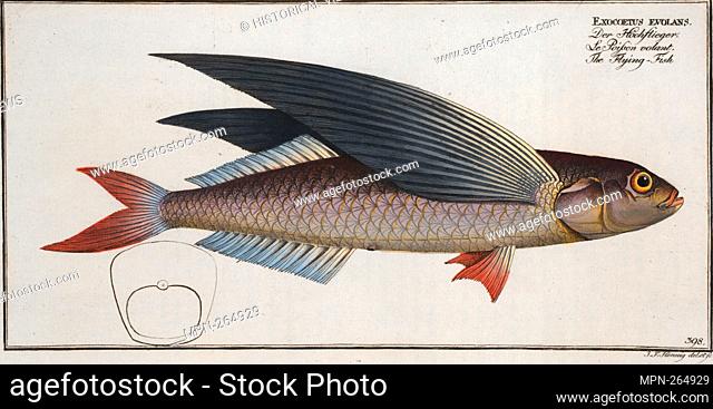 Exocoetus evolans, The Flying-Fish. Bloch, Marcus Elieser, 1723-1799 (Author) Laveaux, J.-Charles (Jean-Charles), 1749-1827 (Translator)