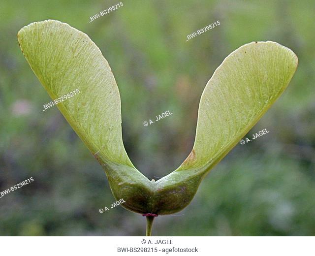sycamore maple, great maple (Acer pseudoplatanus), fruit