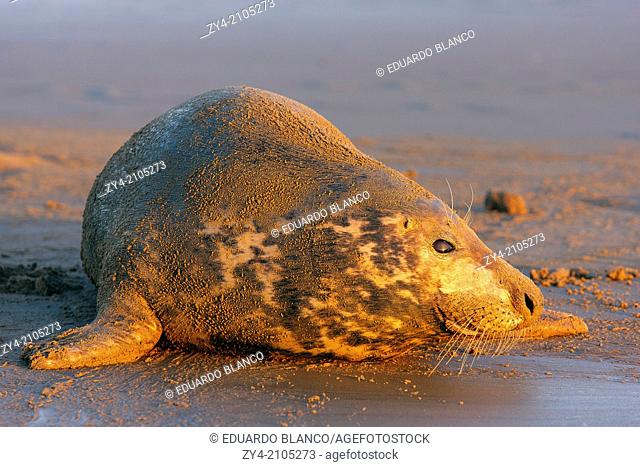 Seal grey (Halichoerus grypus) Donna Nook National Nature Reserve, Lincolnshile, England, U.K., Europe