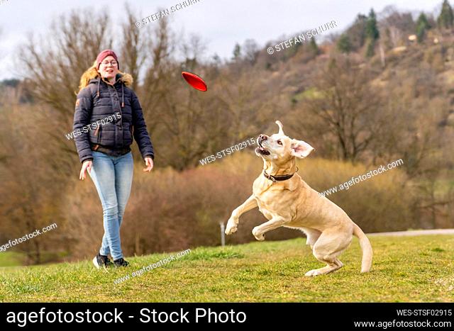 Young woman with labrador jumping to catch plastic disc